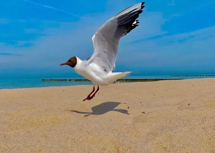 Zur Kuehlung Wittenbeck